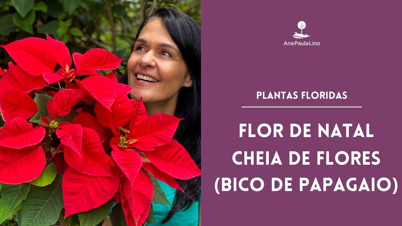 PLANTAS FLORIDAS: Como cuidar e fazer mudas da Flor do Natal (Bico de  Papagaio) - thptnganamst.edu.vn