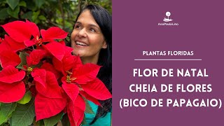 PLANTAS FLORIDAS: Como cuidar e fazer mudas da Flor do Natal (Bico de  Papagaio) - thptnganamst.edu.vn