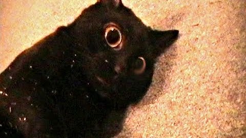 Talking Kitty Cat 7.5 - Sylvester