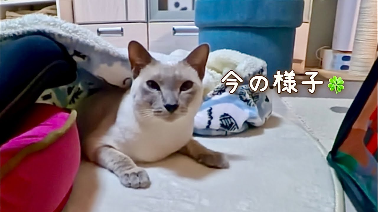 過剰グルーミングと向き合う、猫•ラクトくんの今🍀