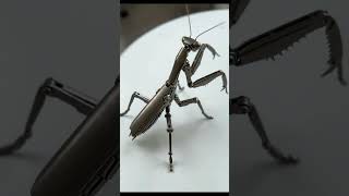 cockroach transformation videos #ai #movie #animation #cockroach
