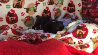 Magellan Bulliebear Puppy Makes a Movie Magellan Bulliebear Puppy Makes a Movie