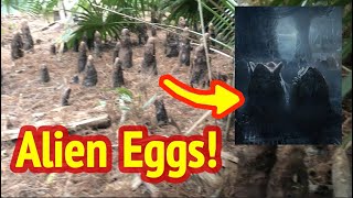 I Found Alien Eggs in Jungle and Alien Shelter