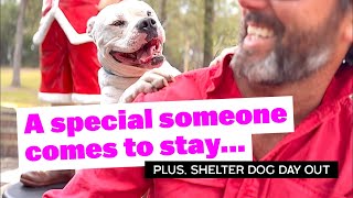 Christmas Preparations, Shelter Dog Day and a Special Someone Comes to Stay