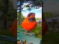 Northern Cardinal
