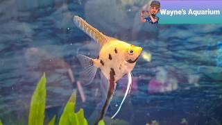 betta fish and angelfish