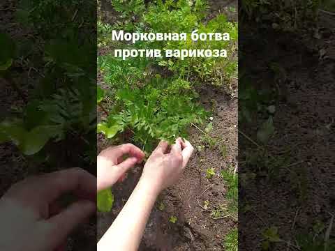 Ботва моркови для сосудов #морковь #ботва #варикоз #сосуды #селен # ...