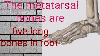 Metatarsal Fracture bones complete Anatomy Metatarsal Fractures Complete Anatomy