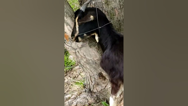 Goat Rescue - Head stuck in fence