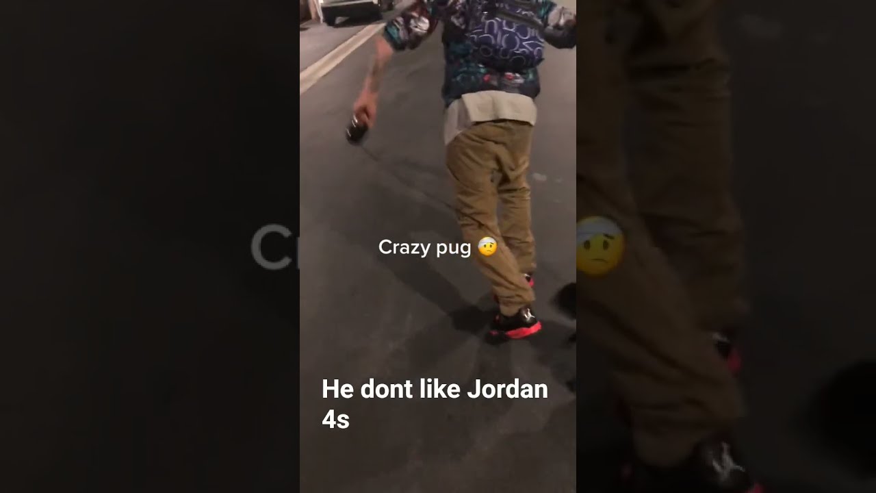 Pug Attacks Owner For Wearing Jordan 4s