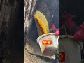 Best Hani ЁЯддЁЯШЛ Viralshort Honeybeesting Beefood Honey Honeybeedance Adventure Honeybird Bee Best Hani ЁЯддЁЯШЛ Viralshort Honeybeesting Beefood Honey Honeybeedance Adventure Honeybird Bee