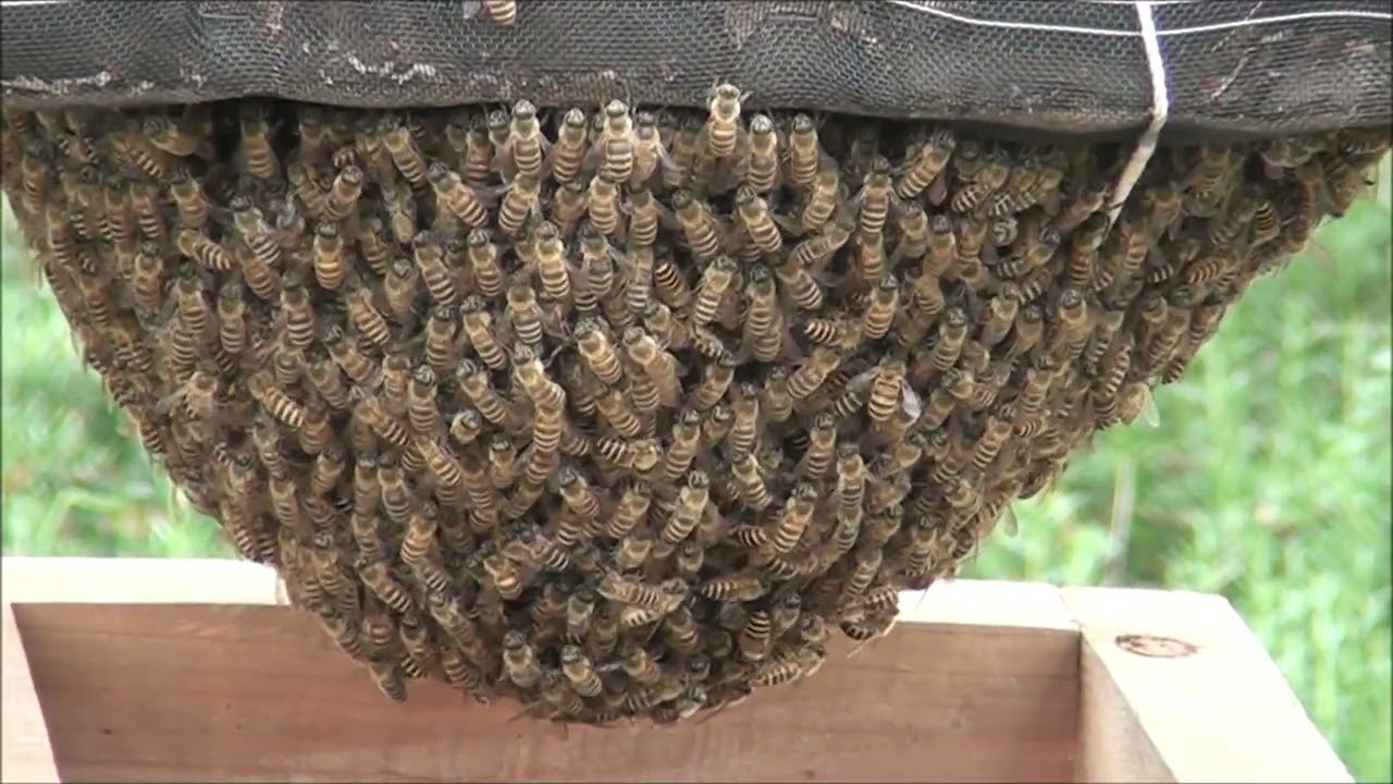 令和7年４月25日　分蜂⑩