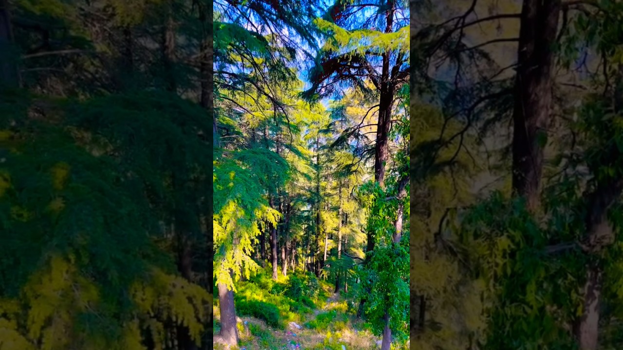 Hai Apna Dil Toh Awaara ❣️  #youtubeshorts #trending #viral #viralshorts #hillstation #nature #love