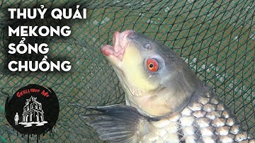 Thuỷ quái Mekong bị sổng xuống sông Hậu Cần Thơ - Cuộc Sống Miền Tây