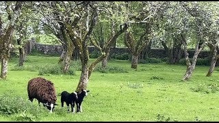 A walk amongst orchard flock, pup Java & cat Magpie play & upcycled table