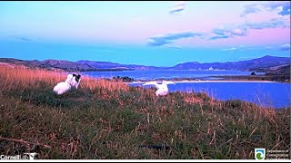 Royal Albatross ~ Early Morning Feedings! LGK Comes in To Feed TF & TFT Parent Afterwards! 4.25.24