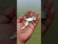 😱Saved a Tiny Fish and Released It Back into the Water 🐟❤️✅#shorts #viral #youtubeshorts #viralvideo