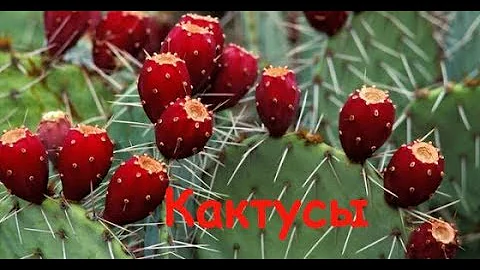 КАКТУС ОПУНЦИЯ! СЪЕДОБНЫЕ ПЛОДЫ И ПОЛЕЗНЫЕ СВОЙСТВА! КАК СОБИРАТЬ!