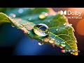 Pure 4K Visual Clarity – HDR Dolby Vision OLED Color Test (4K/8K TV)