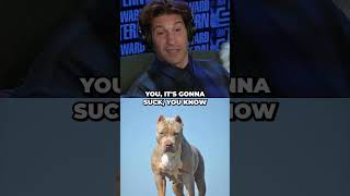 Maybe pit bulls just have a bad PR team?! 🙄 🙅 😤