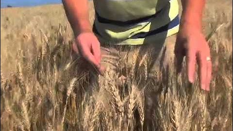 DAHLMAN SABIN WHEAT
