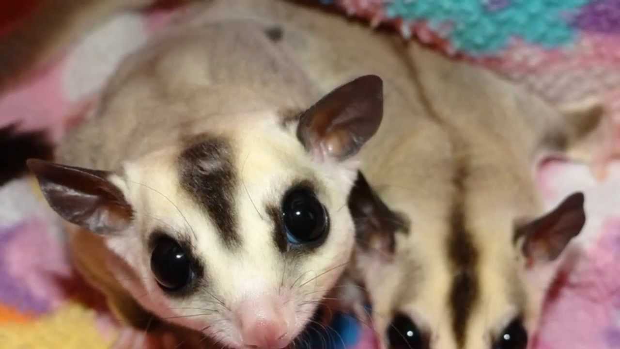 Caring For A Sugar Glider