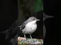 INCREDIBLE SIGHTING! #nature #animals #wildlife #photography #videography #birds #river #dipper