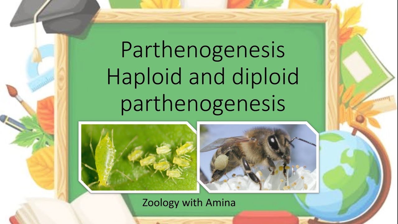 Parthenogenesis and its types | Parthenogenesis in honey bee - YouTube