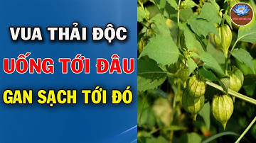 3 Loại Cây Mọc Đầy Vườn Là Vua giải Độc Gan ĂN Vào Sống Trường Thọ 120 Tuổi