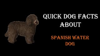 Quick Dog Facts About The Spanish Water Dog!