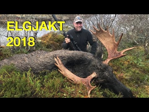 elgjakt video elgjakt video