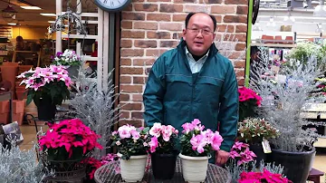 アザレア Mp3 アザレア Mp3