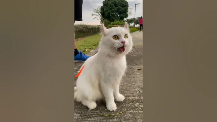 Video 11901391: meet american curl, adorable cat breeds, cat curled ears