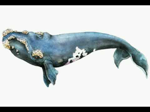 Ballena Franca Austral Caracteristicas hqdefault