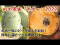 【ポポーを作るなら必見】全て教えちゃいます！徳島県上板町で、ポポー作りの名人と呼ばれる岩崎英昭さんを今年も取材！大きくて甘くて美味しい、ポポーを作る秘訣！