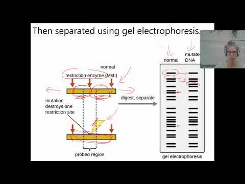 Video: Cum sunt utilizate enzimele de restricție la efectuarea electroforezei pe gel?