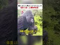怒らせたら手がつけられない!? 猛獣も退く圧倒的存在感! #ゴリラ動画 #野生動物 #自然界の王者 #迫力映像 #動物観察