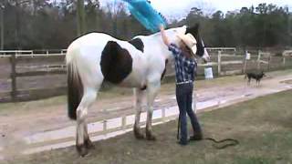 Scat Cat 2