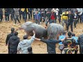 مصارعة الثيران هل شاهدت معارك الثيران في الصين مصارعه الثيران مصارعة الثيران هل شاهدت معارك الثيران في الصين مصارعه الثيران