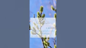 سورة الإسراء قراءة خاشعة Egzon_Ibrahimi