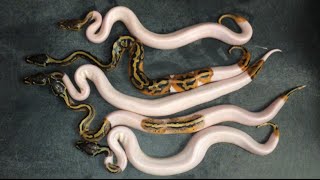 Another Crazy Pied Clutch!
