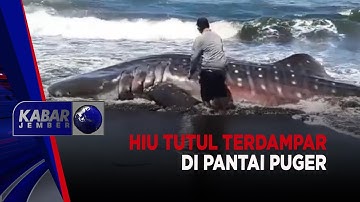 Hiu Tutul Terdampar di Pantai Puger | KABAR JEMBER