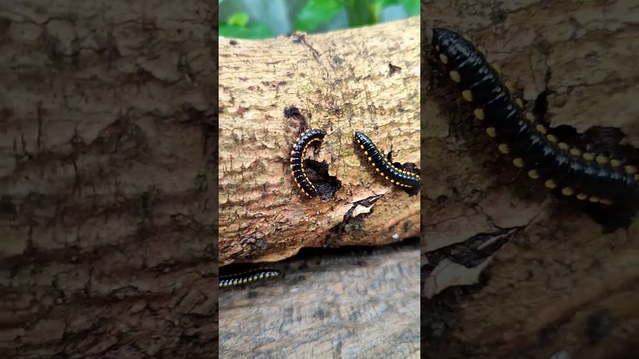 what kind of worms is this??