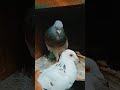 pigeon lover