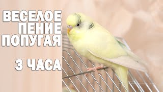 Тоша- картоша 🐦Весёлое пение для попугайчиков 🌞 by Тоша-картоша 55,999 views 2 years ago 3 hours, 13 minutes