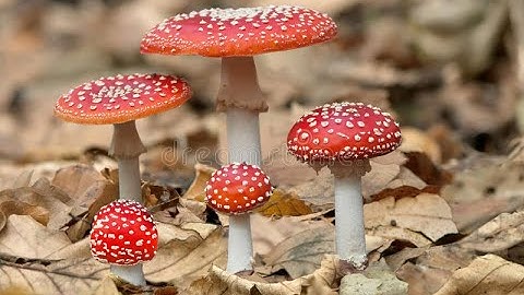 Lucknow University|| B.Sc. Biology(NEP) Sem-1|| Botany Practical File || Fungi || Part-1