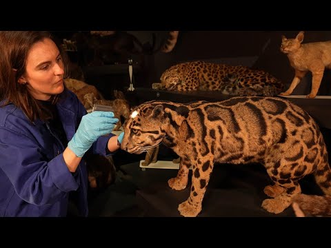 Vídeo: Museu a l'aire lliure de la història de l'agricultura de Volyn, descripció i foto - Ucraïna: Lutsk