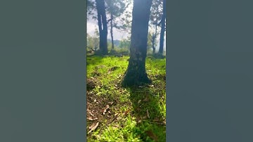 القارئ: سعد الغامدي 🍃  أرح سمعك 🥀حالات واتس آب ♻️