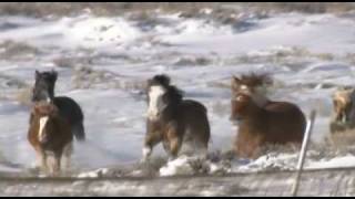 The BLM's Wild Horse and Burro Program