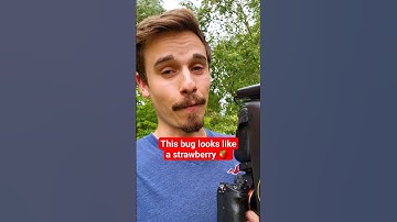 Insect Macro Photography